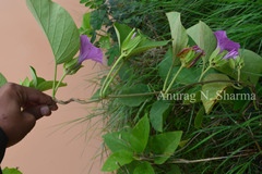Argyreia sericea
